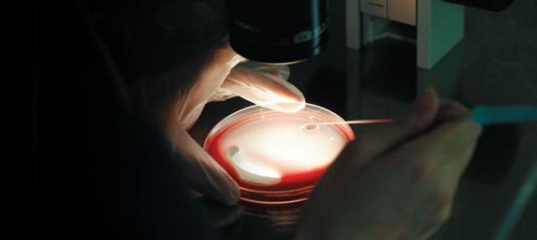 Bilim insanları sentetik embriyo üretti