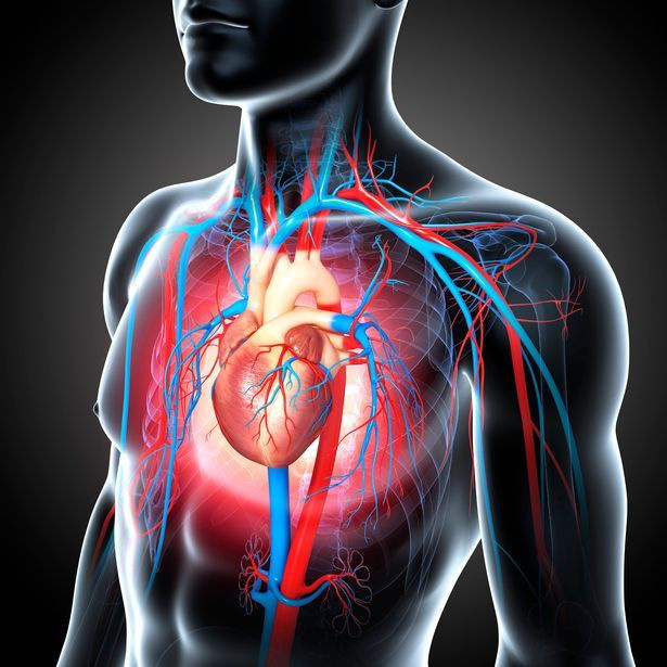 prod-male-cardiovascular-system-art-XO87